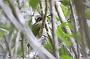 Hummingbird Garden Photo: Hook-Billed Hermit